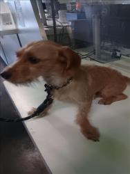Shelter Stray Female Dog last seen , 1850 W 60th St, Los Angeles, CA 90047, USA