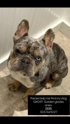 Lost Male Dog last seen Near S Biscayne River Dr, Biscayne Gardens, FL 33168