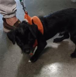 Shelter Stray Unknown Dog last seen , 1850 W 60th St, Los Angeles, CA 90047, USA