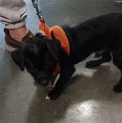 Shelter Stray Unknown Dog last seen , 1850 W 60th St, Los Angeles, CA 90047, USA