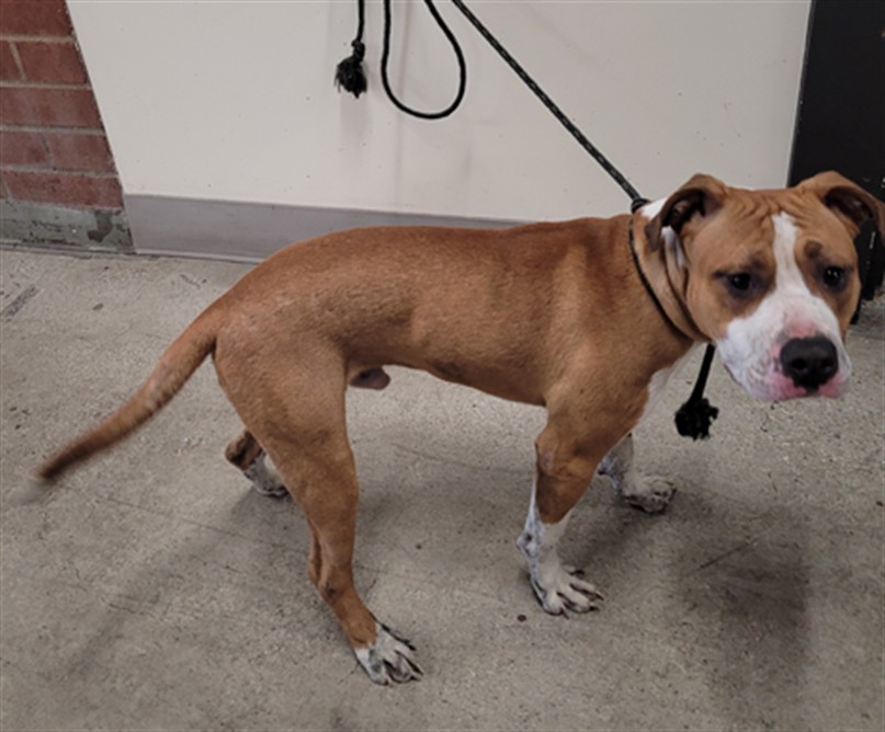 Shelter Stray Male Dog last seen , 3201 Lacy St, Los Angeles, CA 90031, USA