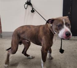 Shelter Stray Male Dog last seen , 3201 Lacy St, Los Angeles, CA 90031, USA