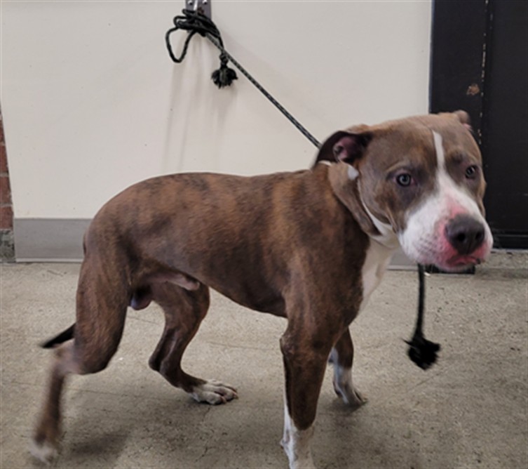 Shelter Stray Male Dog last seen , 3201 Lacy St, Los Angeles, CA 90031, USA