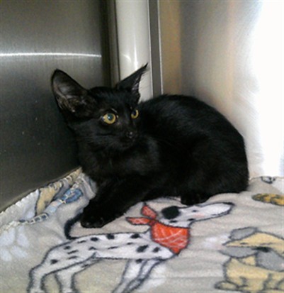 Shelter Stray Female Cat last seen FOUND BEHIND HIS HOUSE ON GROVEVIEW WAY, 232 Eslinger Way, Sanford, FL 32773, USA