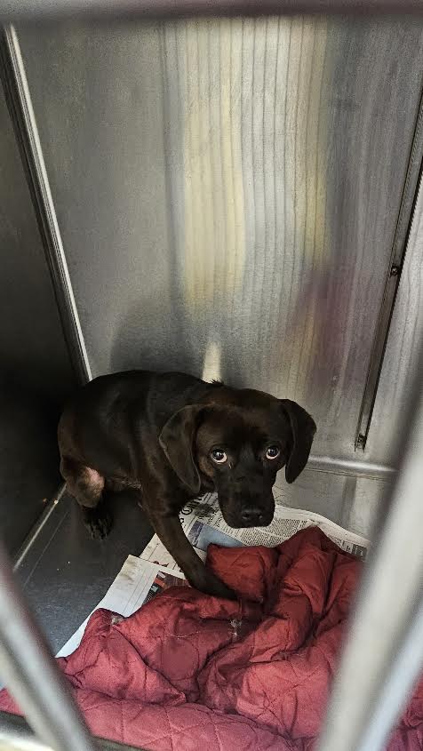 Shelter Stray Unknown Dog last seen , 3201 Lacy St, Los Angeles, CA 90031, USA