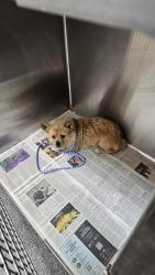 Shelter Stray Unknown Dog last seen , 3201 Lacy St, Los Angeles, CA 90031, USA