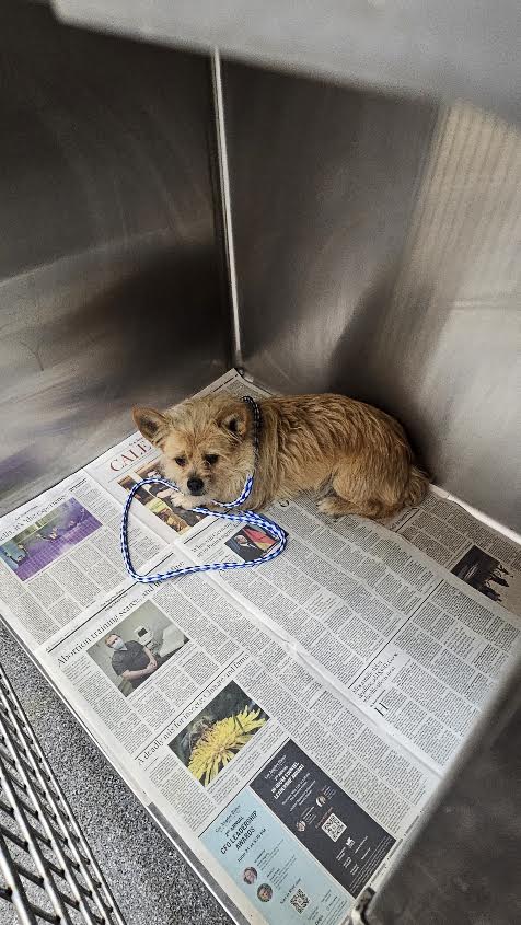 Shelter Stray Unknown Dog last seen , 3201 Lacy St, Los Angeles, CA 90031, USA