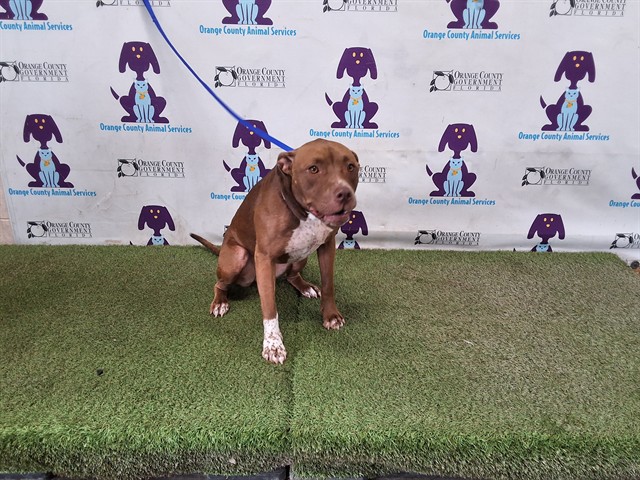 Shelter Stray Female Dog last seen , 2769 Conroy Rd, Orlando, FL 32839, USA