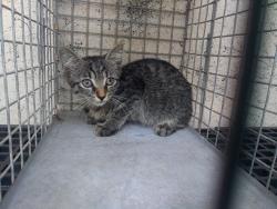Shelter Stray Unknown Cat last seen Near BLOCK W OAKLAND PARK BLVD, OAKLAND PARK FL 33311, 2400 SW 42nd St, Fort Lauderdale, FL 33312, USA