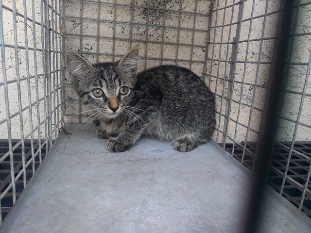Shelter Stray Unknown Cat last seen Near BLOCK W OAKLAND PARK BLVD, OAKLAND PARK FL 33311, 2400 SW 42nd St, Fort Lauderdale, FL 33312, USA