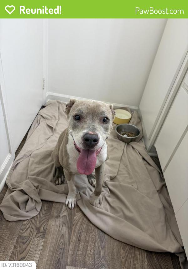 Reunited Female Dog last seen circle k, Columbus, GA 31909