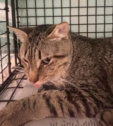 Shelter Stray Male Cat last seen Near BLOCK NW 7 AV, DANIA FL 33004, 2400 SW 42nd St, Fort Lauderdale, FL 33312, USA