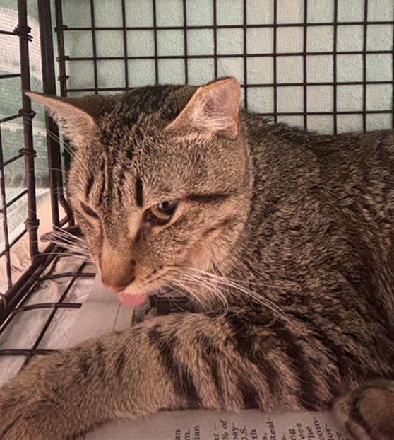 Shelter Removed Male Cat last seen Near BLOCK NW 7 AV, DANIA FL 33004, 2400 SW 42nd St, Fort Lauderdale, FL 33312, USA
