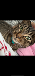 Reunited Female Cat last seen Binder st, Aurora, IL 60505