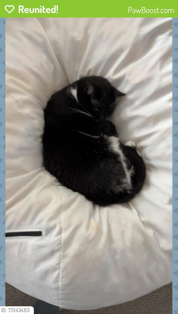 Reunited Female Cat last seen Kokoro, Lake Elmo, MN 55042