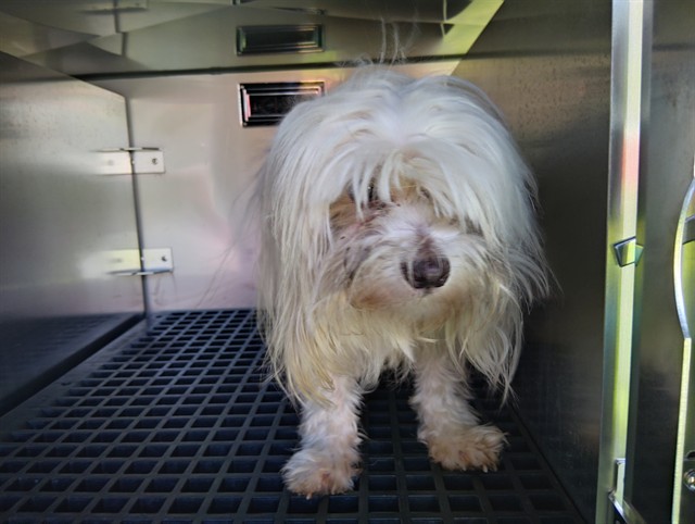 Shelter Stray Male Dog last seen Near BLOCK SW 24 AV, DANIA FL 33312, 2400 SW 42nd St, Fort Lauderdale, FL 33312, USA