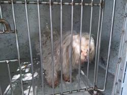 Shelter Stray Unknown Dog last seen Near BLOCK SW 24 AV, DANIA BEACH, FLORIDA, 2400 SW 42nd St, Fort Lauderdale, FL 33312, USA