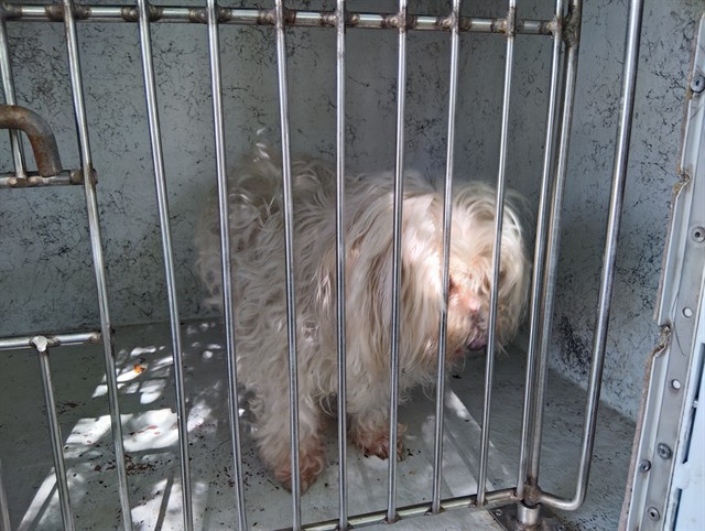 Shelter Stray Unknown Dog last seen Near BLOCK SW 24 AV, DANIA BEACH, FLORIDA, 2400 SW 42nd St, Fort Lauderdale, FL 33312, USA