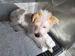 Shelter Stray Unknown Dog last seen Near BLOCK SW 24 AV, DANIA BEACH, FLORIDA, 2400 SW 42nd St, Fort Lauderdale, FL 33312, USA