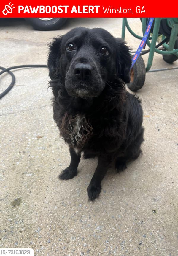Lost Female Dog last seen Daniell Mill Road/Post Road/Ephesus Church/Pool Road, Winston, GA 30187
