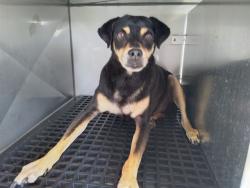 Shelter Stray Unknown Dog last seen Near BLOCK SW 24 AV, DANIA BEACH, FLORIDA, 2400 SW 42nd St, Fort Lauderdale, FL 33312, USA