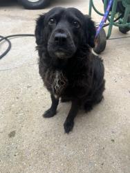 Lost Female Dog last seen Daniell Mill Road/Post Road/Ephesus Church/Pool Road, Winston, GA 30187