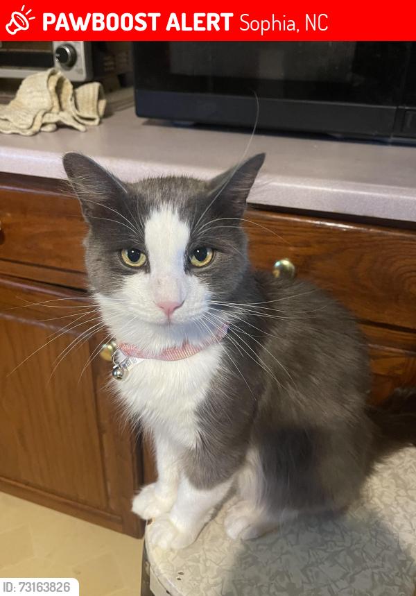Lost Male Cat last seen Old Marlboro Road, Sophia, NC 27350