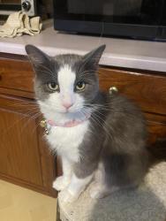 Lost Male Cat last seen Old Marlboro Road, Sophia, NC 27350