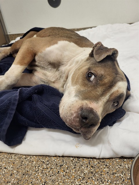 Shelter Stray Female Dog last seen Near BLOCK SAGE SW, 3001 2nd St SW, Albuquerque, NM 87105, USA