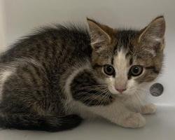 Shelter Stray Unknown Cat last seen Near BLOCK E 11TH AVE, AURORA CO 80011 7022, 2080 S Quebec St, Denver, CO 80231, USA