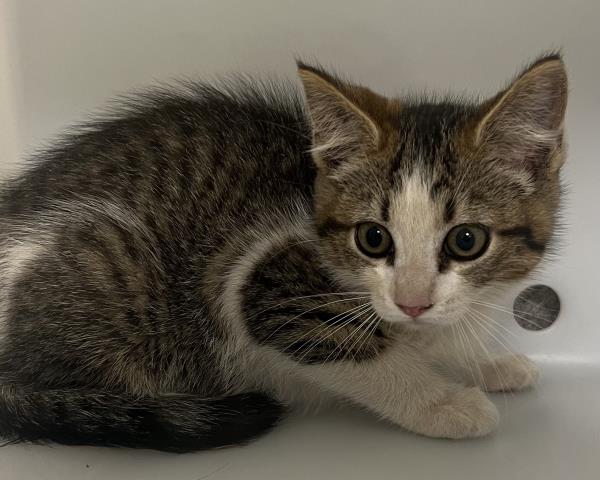 Shelter Stray Unknown Cat last seen Near BLOCK E 11TH AVE, AURORA CO 80011 7022, 2080 S Quebec St, Denver, CO 80231, USA