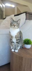 Lost Female Cat last seen TPC golf course, Blaine, MN 55449
