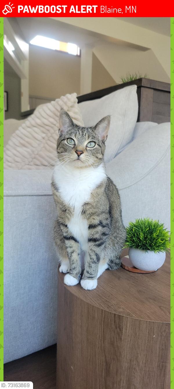 Lost Female Cat last seen TPC golf course, Blaine, MN 55449