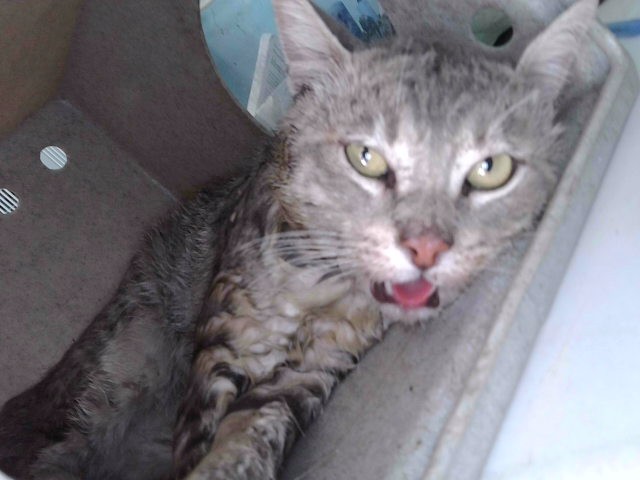 Shelter Stray Male Cat last seen , 4275 Elton St, Baldwin Park, CA 91706, USA