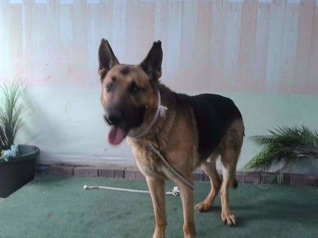 Shelter Stray Male Dog last seen , 4275 Elton St, Baldwin Park, CA 91706, USA