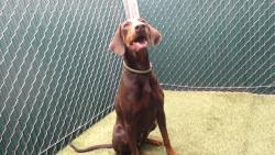 Shelter Stray Female Dog last seen , 11258 Garfield Ave, Downey, CA 90242, USA