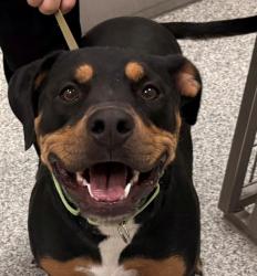 Shelter Stray Female Dog last seen , 4000 N Silverbell Rd, Tucson, AZ 85745, USA