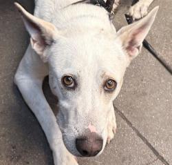 Shelter Stray Male Dog last seen , 4000 N Silverbell Rd, Tucson, AZ 85745, USA