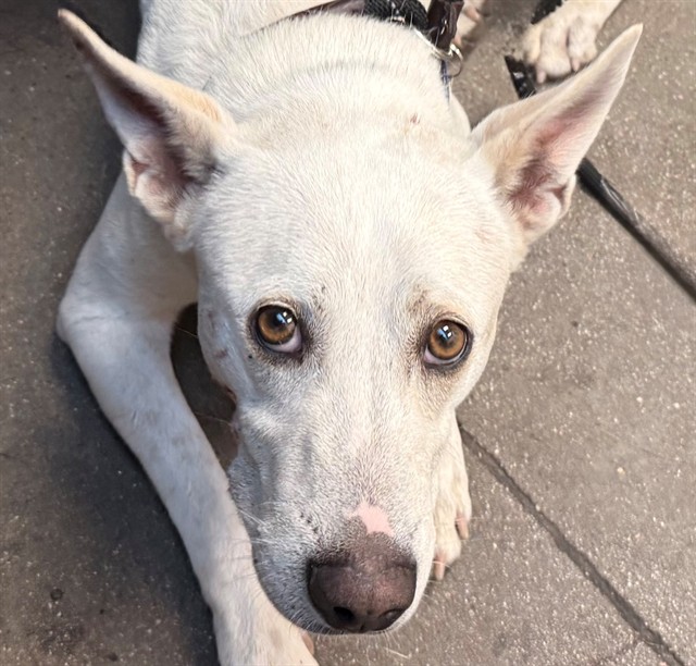 Shelter Stray Male Dog last seen , 4000 N Silverbell Rd, Tucson, AZ 85745, USA