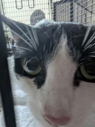 Shelter Stray Female Cat last seen , 4000 N Silverbell Rd, Tucson, AZ 85745, USA