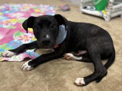Shelter Stray Male Dog last seen Near BLOCK S ANNABELLE ST, DETROIT MI 48217, 7401 Chrysler Dr, Detroit, MI 48211, USA