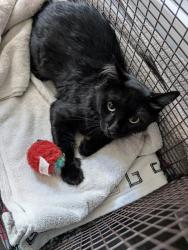 Shelter Stray Male Cat last seen , 4000 N Silverbell Rd, Tucson, AZ 85745, USA
