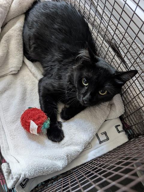Shelter Stray Male Cat last seen , 4000 N Silverbell Rd, Tucson, AZ 85745, USA