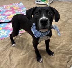 Shelter Stray Male Dog last seen Near BLOCK S ANNABELLE ST, DETROIT MI 48217, 7401 Chrysler Dr, Detroit, MI 48211, USA