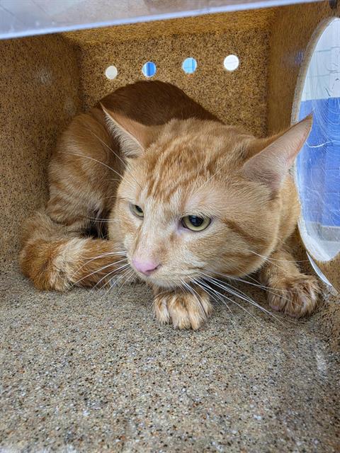 Shelter Stray Male Cat last seen Near BLOCK BELL AVE SE, 8920 Lomas Blvd NE, Albuquerque, NM 87112, USA