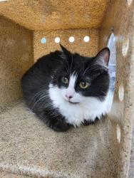 Shelter Stray Female Cat last seen Near BLOCK BELL AVE SE, 8920 Lomas Blvd NE, Albuquerque, NM 87112, USA
