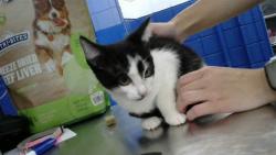 Shelter Stray Male Cat last seen Near BLOCK CHANDELLE LOOP NE, 8920 Lomas Blvd NE, Albuquerque, NM 87112, USA