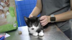 Shelter Stray Female Cat last seen Near BLOCK CHANDELLE LOOP NE, 8920 Lomas Blvd NE, Albuquerque, NM 87112, USA