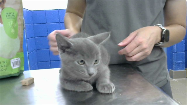 Shelter Stray Male Cat last seen Near BLOCK CHANDELLE LOOP NE, 8920 Lomas Blvd NE, Albuquerque, NM 87112, USA