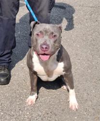 Shelter Stray Male Dog last seen Near BLOCK MARX ST, DETROIT, MI ,48203, 7401 Chrysler Dr, Detroit, MI 48211, USA